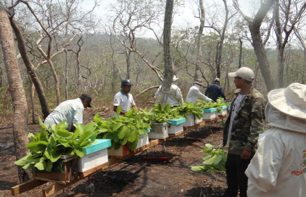 LA DESESPERADA HUIDA DE LAS ABEJAS