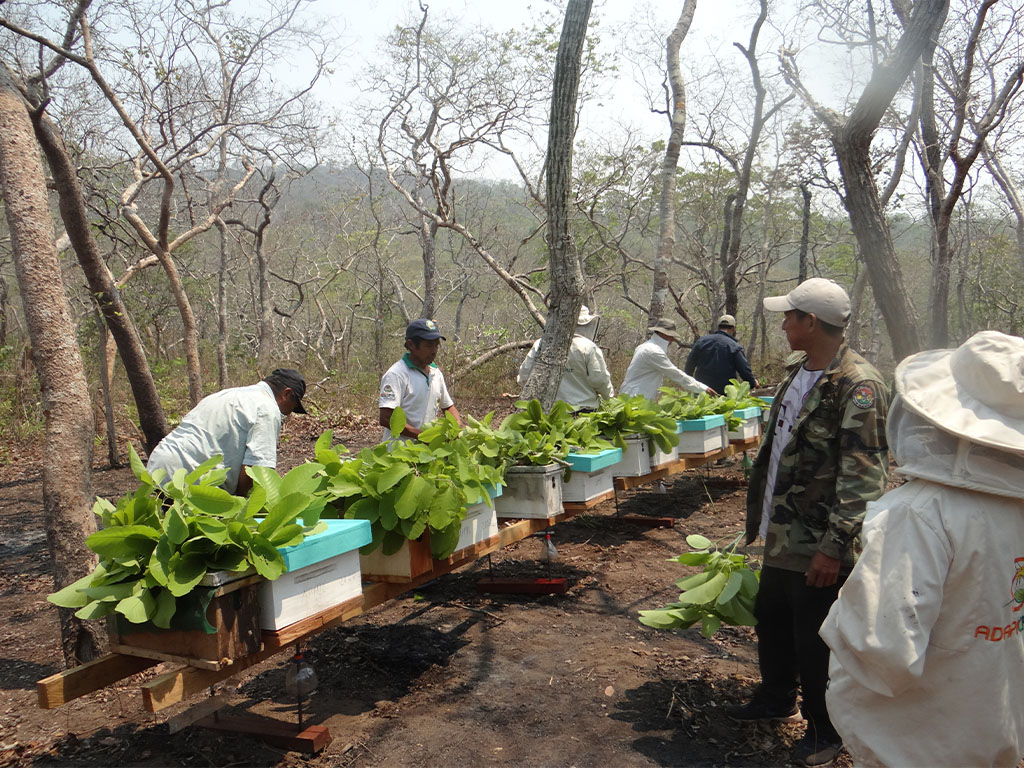 LA DESESPERADA HUIDA DE LAS ABEJAS