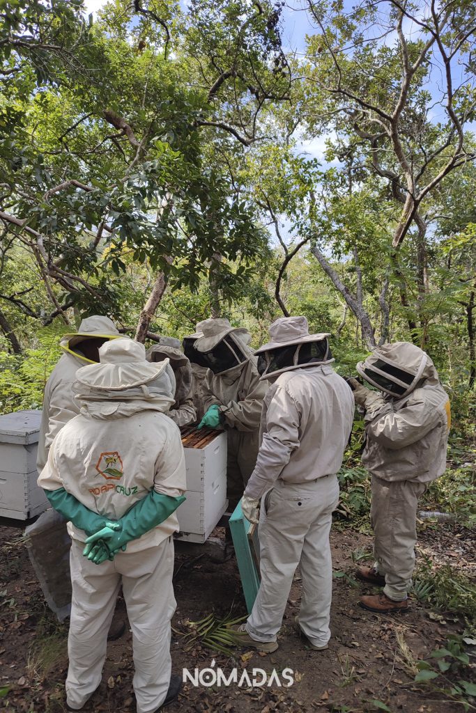 Apicultura ecológica: impulsan el desarrollo sostenible y cambia la vida de jóvenes en Porongo y Lomerío